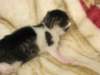 moosesboyoneweek203201024_small.jpg