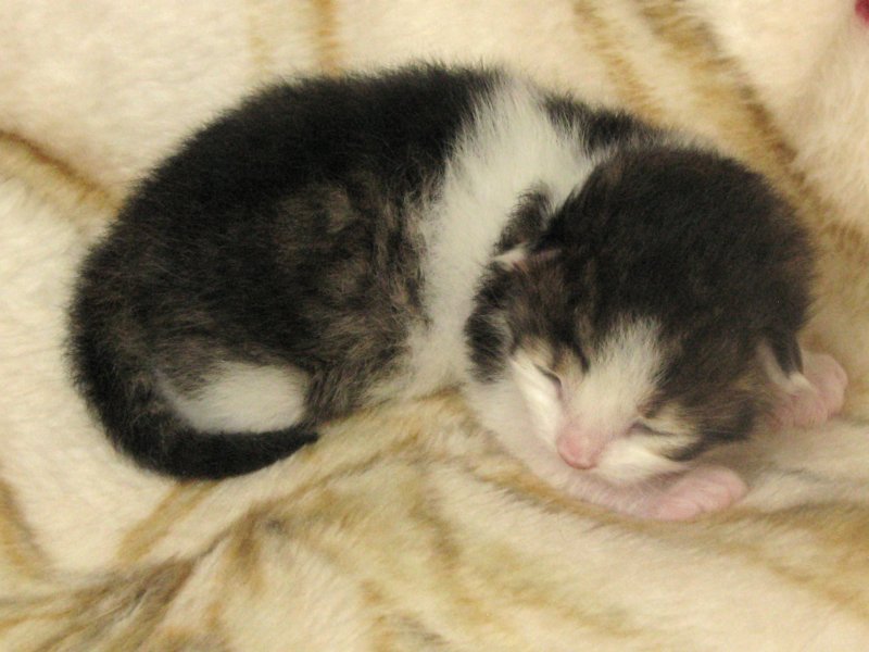 moosesboyoneweek203201025.jpg