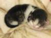 moosesboyoneweek203201025_small.jpg