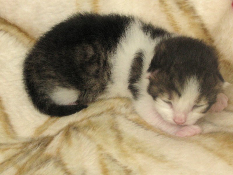 moosesboyoneweek203201026.jpg