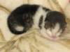 moosesboyoneweek203201026_small.jpg
