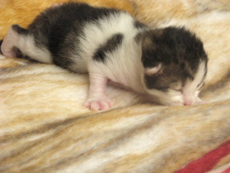 moosesboyoneweek20320103.jpg