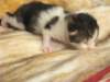 moosesboyoneweek20320103_small.jpg