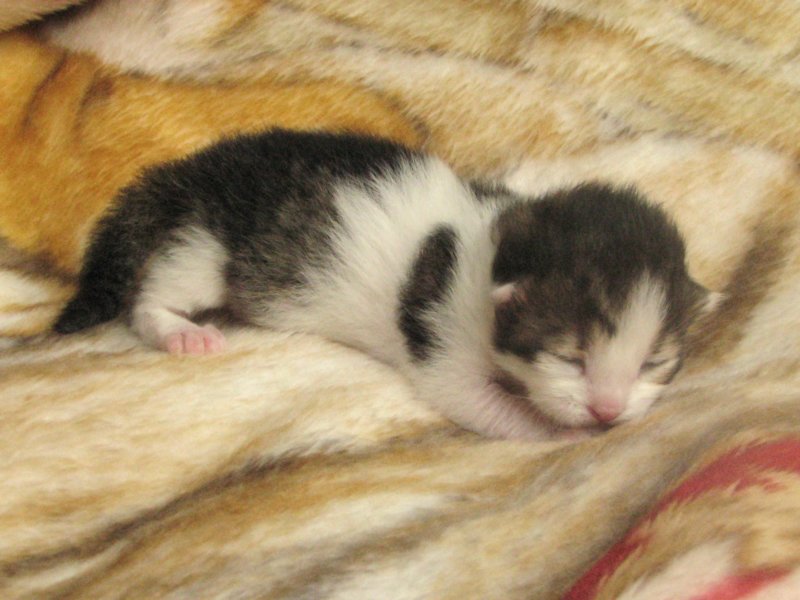 moosesboyoneweek20320105.jpg