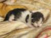 moosesboyoneweek20320105_small.jpg