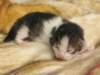 moosesboyoneweek20320106_small.jpg