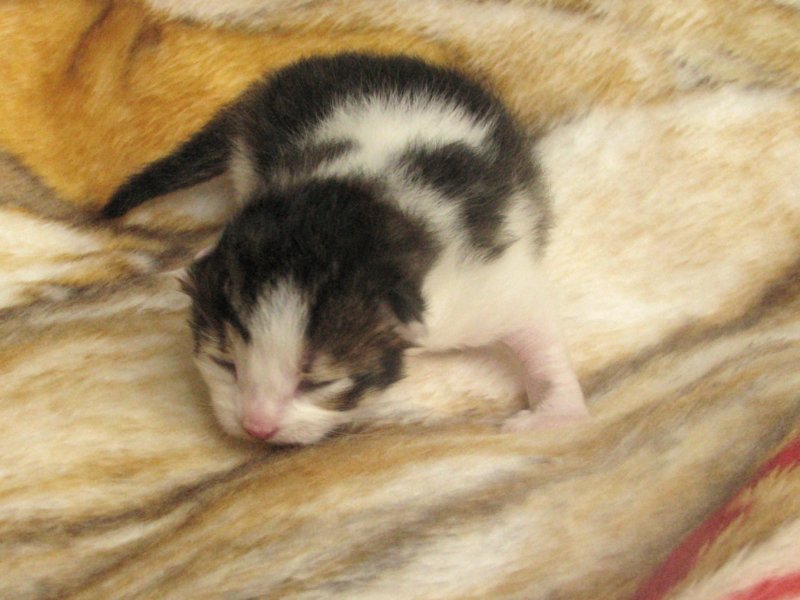 moosesboyoneweek20320107.jpg