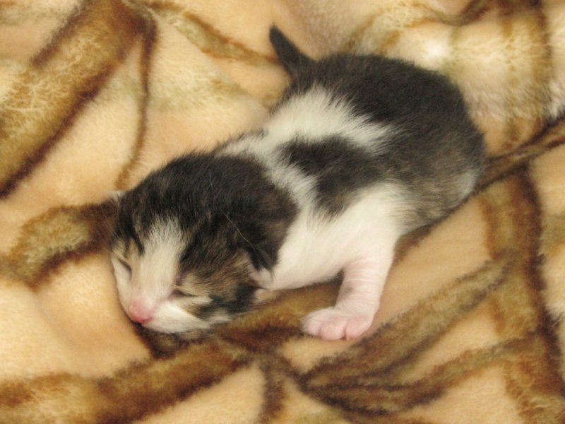moosesboyoneweek20320108.jpg