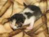 moosesboyoneweek20320108_small.jpg
