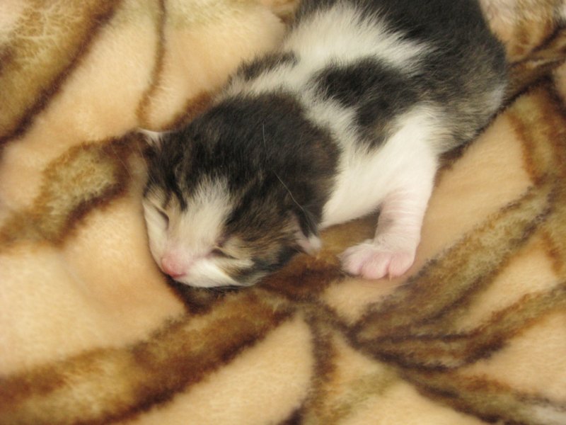 moosesboyoneweek20320109.jpg