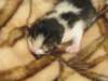 moosesboyoneweek20320109_small.jpg