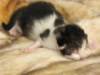 moosesboyoneweek2032010_small.jpg