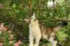 amurinmooses3kkmonths166201015_small.jpg