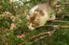 amurinmooses3kkmonths166201019_small.jpg