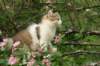 amurinmooses3kkmonths166201027_small.jpg
