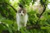 amurinmooses3kkmonths166201029_small.jpg
