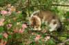 amurinmooses3kkmonths16620104_small.jpg