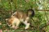 amurinmooses3kkmonths16620106_small.jpg