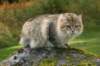 neriimg_9781_small.jpg
