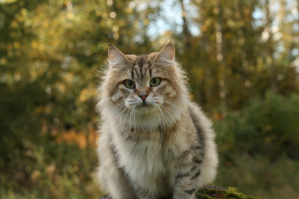 neriimg_9782.jpg