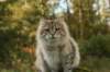 neriimg_9782_small.jpg
