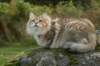 neriimg_9798_small.jpg