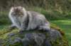 neriimg_9803_small.jpg