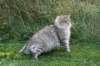 neriimg_9811_small.jpg