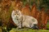 neriimg_9821_small.jpg