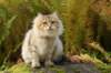 neriimg_9826_small.jpg