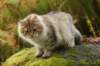 neriimg_9852_small.jpg