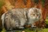neriimg_9858_small.jpg