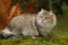neriimg_9859_small.jpg