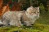 neriimg_9864_small.jpg