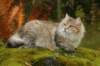 neriimg_9872_small.jpg