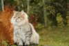 neriimg_9876_small.jpg