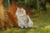 neriimg_9877_small.jpg