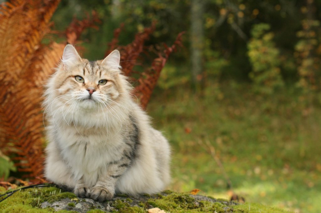 neriimg_9884.jpg