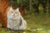 neriimg_9884_small.jpg
