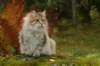 neriimg_9888_small.jpg