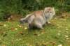 neriimg_9917_small.jpg