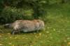 neriimg_9920_small.jpg