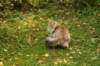neriimg_9926_small.jpg