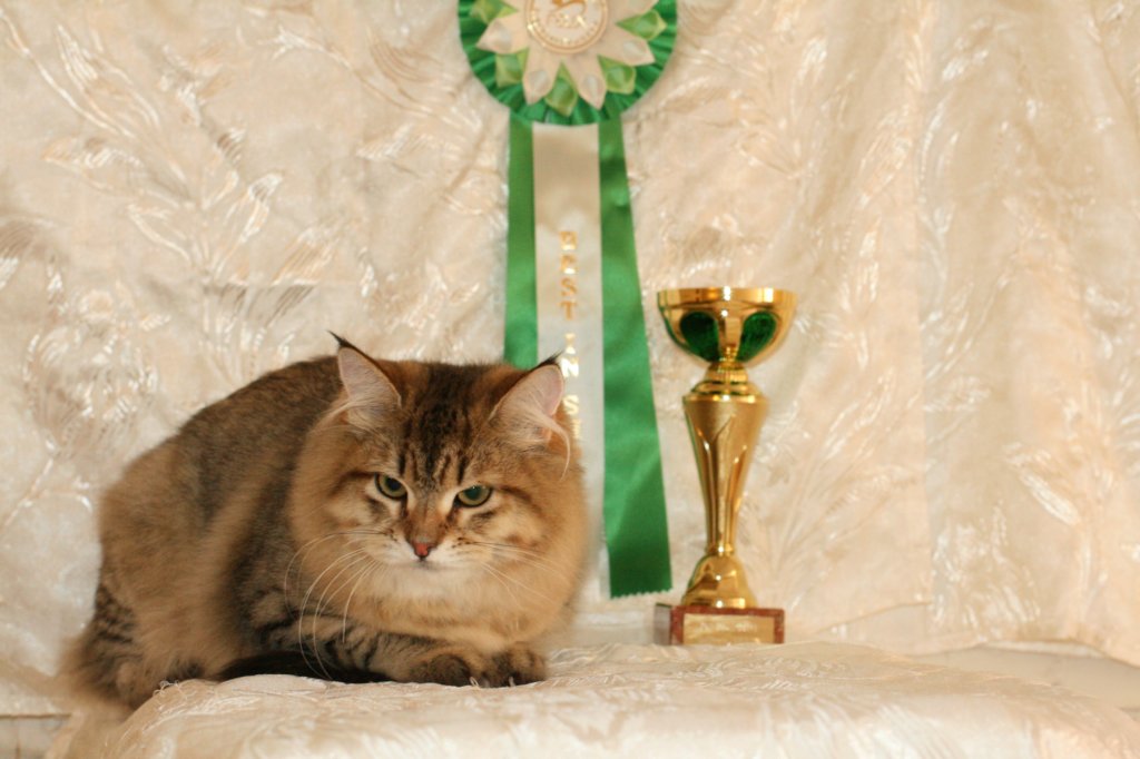 amurinneribestinshowkitten46monthsintallinnacatshow452014.jpg