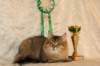 amurinneribestinshowkitten46monthsintallinnacatshow45201410_small.jpg