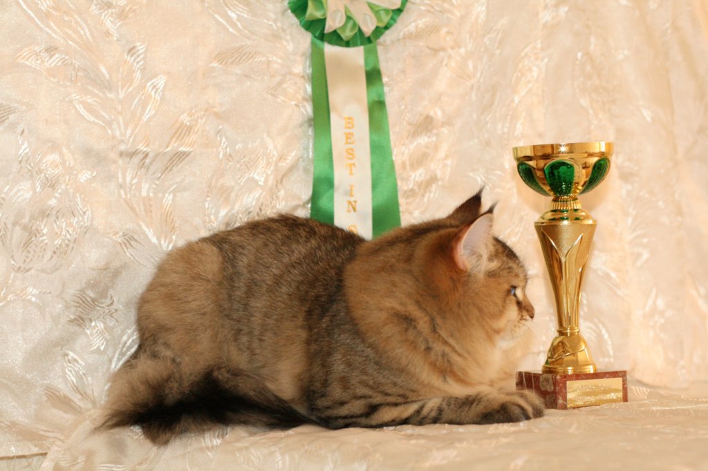 amurinneribestinshowkitten46monthsintallinnacatshow45201411.jpg