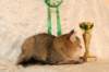 amurinneribestinshowkitten46monthsintallinnacatshow45201411_small.jpg