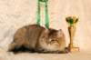 amurinneribestinshowkitten46monthsintallinnacatshow45201412_small.jpg