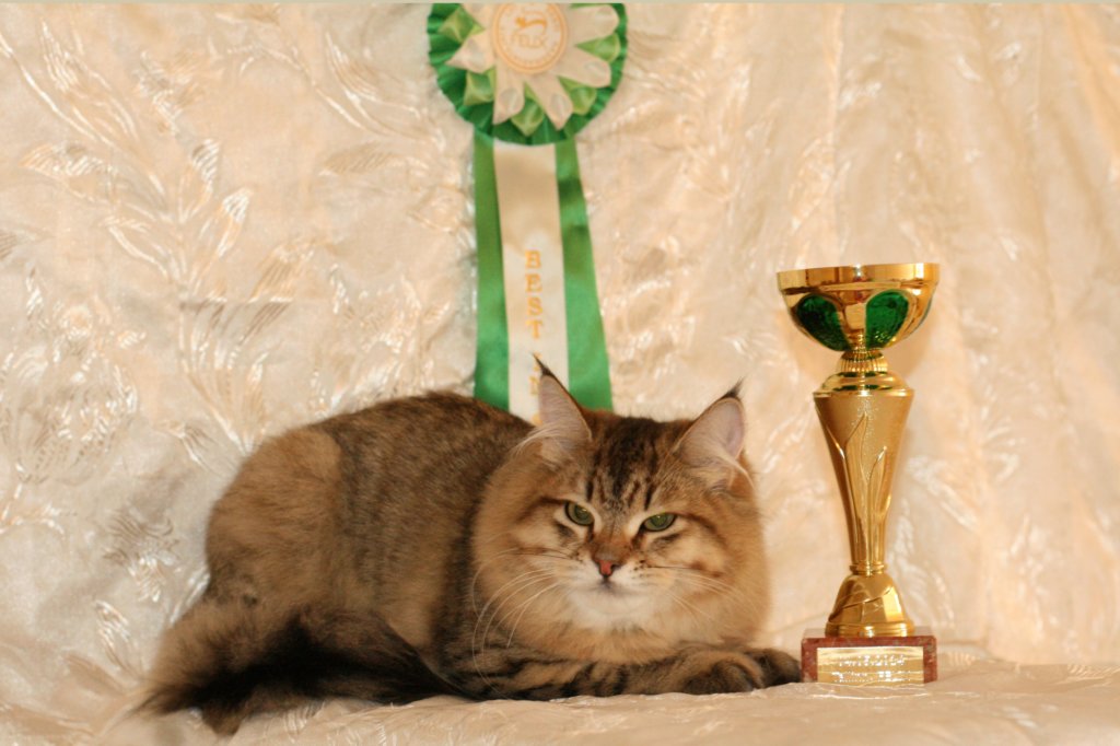 amurinneribestinshowkitten46monthsintallinnacatshow45201413.jpg