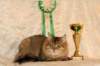 amurinneribestinshowkitten46monthsintallinnacatshow45201413_small.jpg